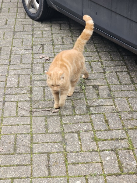 Ring Out, Wild Bells! As 2025 approaches, the Excellent Cats raise their game with a discussion on Tennyson's poetry