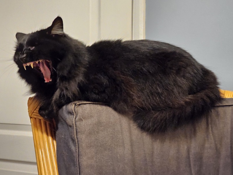 Ring Out, Wild Bells! As 2025 approaches, the Excellent Cats raise their game with a discussion on Tennyson's poetry