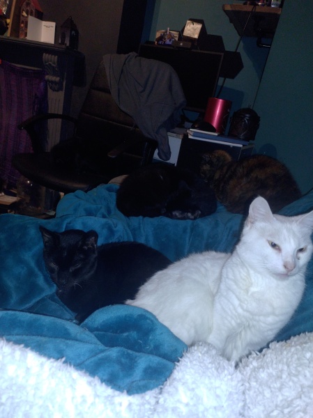 Ring Out, Wild Bells! As 2025 approaches, the Excellent Cats raise their game with a discussion on Tennyson's poetry