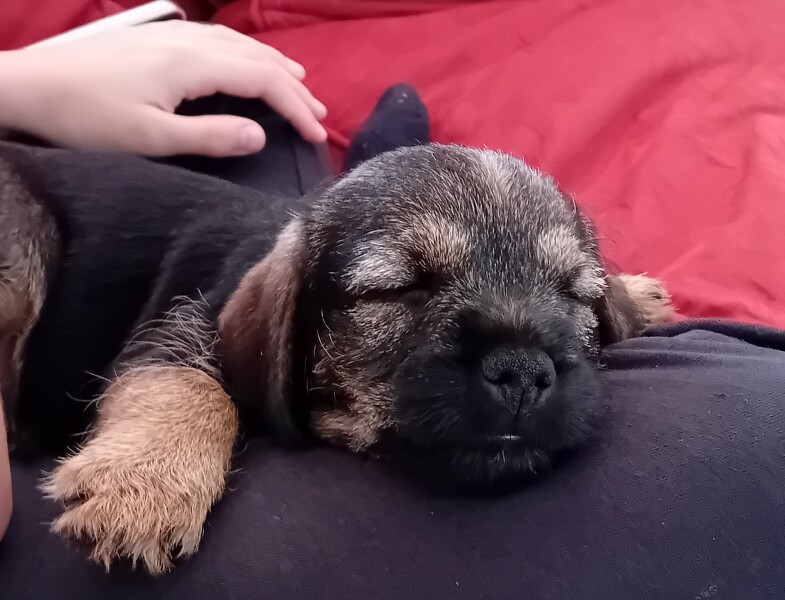 Border terriers