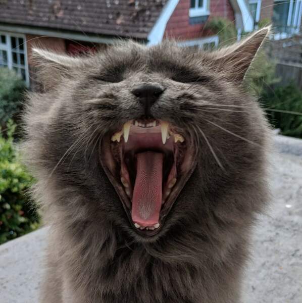 To ask me to show me your cat