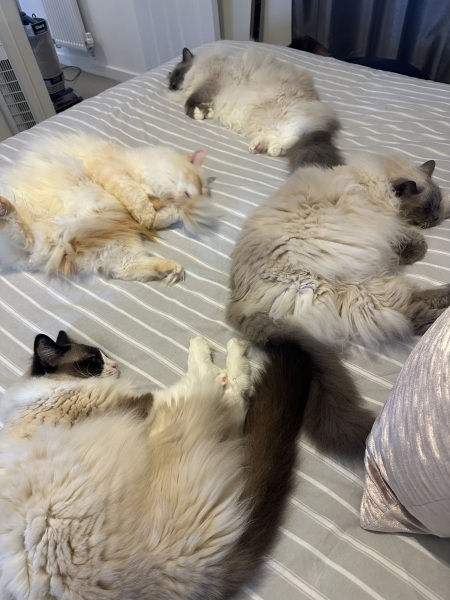 Following on from the puppy regret thread, anyone got cat regret?