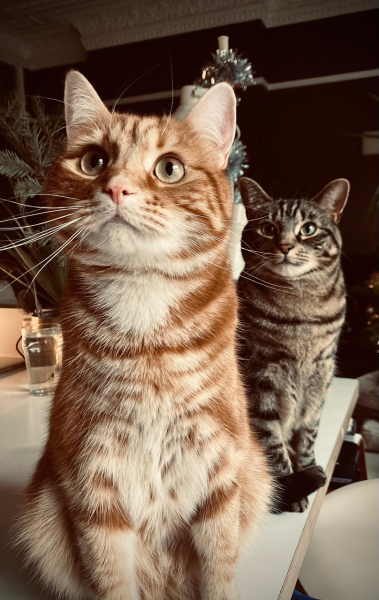Is Whiskas really that bad??