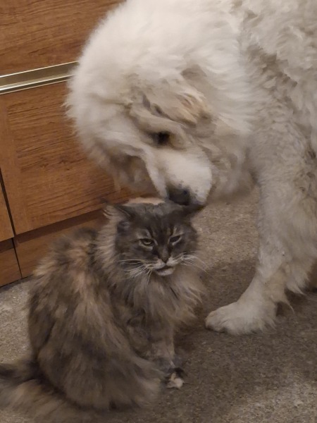 Adolescent Dog Survival Thread - get teenage licks right through the night!