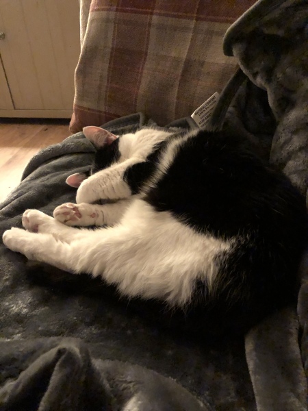 Black and white cats. (pics please!)