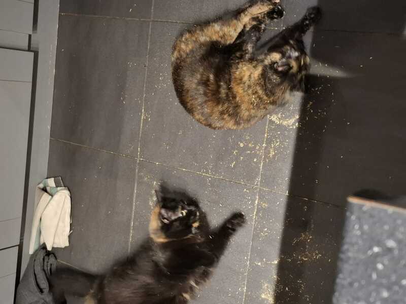 Anyone got a tortie?