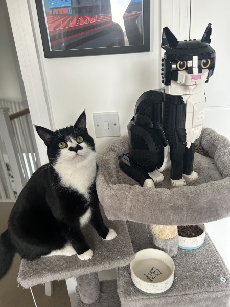 Black and white cats. (pics please!)