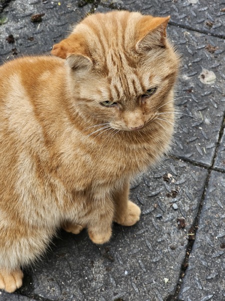 Ring Out, Wild Bells! As 2025 approaches, the Excellent Cats raise their game with a discussion on Tennyson's poetry