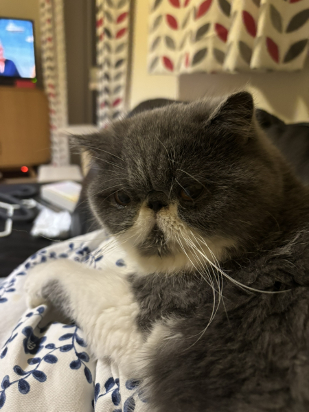 Pampered, Persian, Princess Penelope