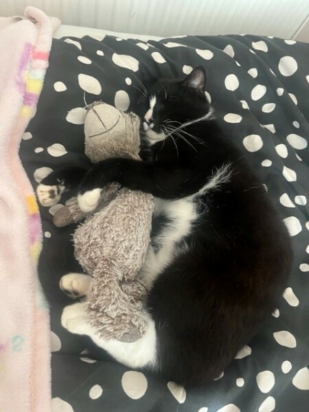 Black and white cats. (pics please!)