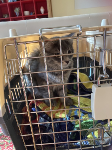 Ring Out, Wild Bells! As 2025 approaches, the Excellent Cats raise their game with a discussion on Tennyson's poetry