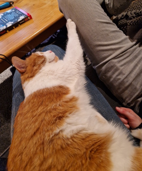 Ring Out, Wild Bells! As 2025 approaches, the Excellent Cats raise their game with a discussion on Tennyson's poetry