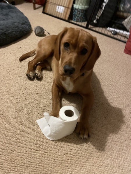 Adolescent Dog Survival Thread - get teenage licks right through the night!