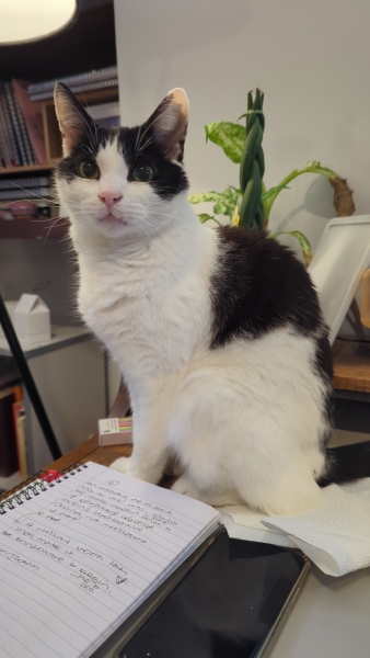 Black and white cats. (pics please!)