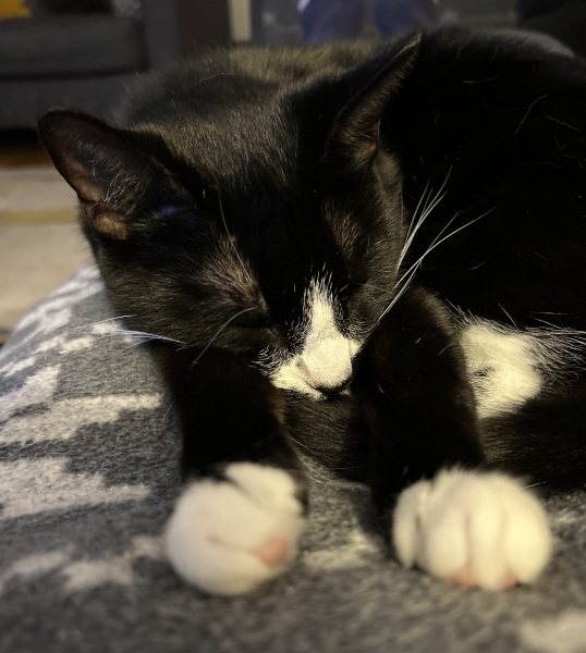 Thread 14 Starmer - The Starmeristas Strike Back