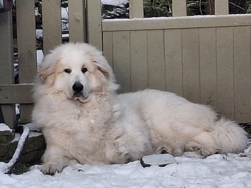 Are you walking your dogs in this weather?