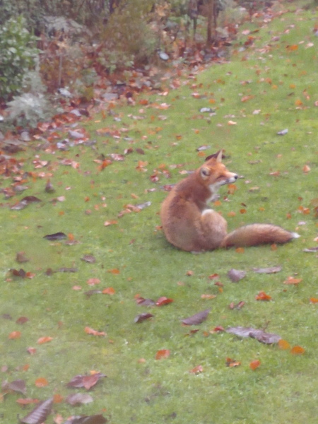 Ring Out, Wild Bells! As 2025 approaches, the Excellent Cats raise their game with a discussion on Tennyson's poetry