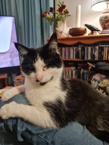 Black and white cats. (pics please!)