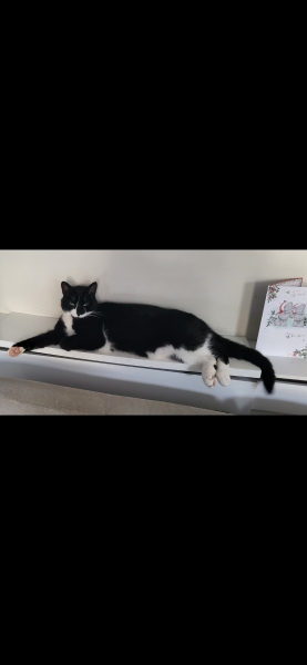 Black and white cats. (pics please!)