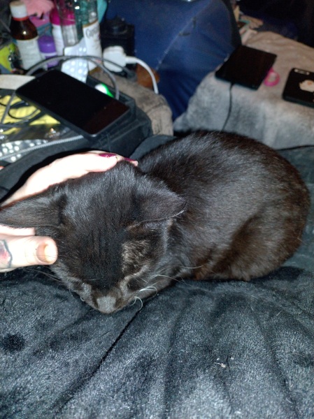 Ring Out, Wild Bells! As 2025 approaches, the Excellent Cats raise their game with a discussion on Tennyson's poetry