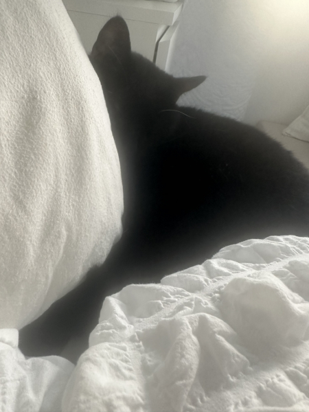 Struggling with new cat