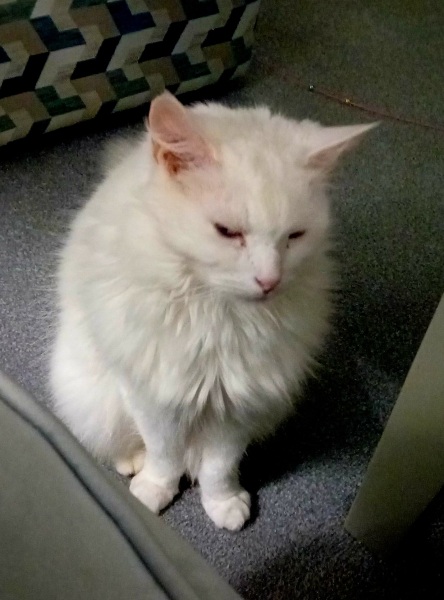 Ring Out, Wild Bells! As 2025 approaches, the Excellent Cats raise their game with a discussion on Tennyson's poetry