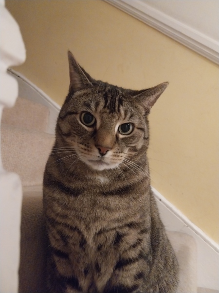 Thread 14 Starmer - The Starmeristas Strike Back