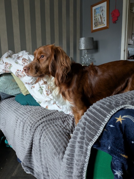 Adolescent Dog Survival Thread - Bark the Herald, furry angels sing!