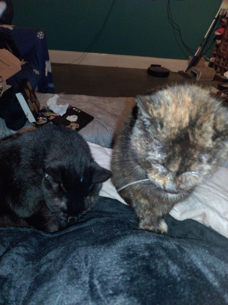 Ring Out, Wild Bells! As 2025 approaches, the Excellent Cats raise their game with a discussion on Tennyson's poetry