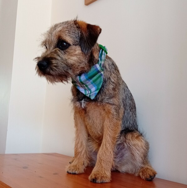 Border terriers