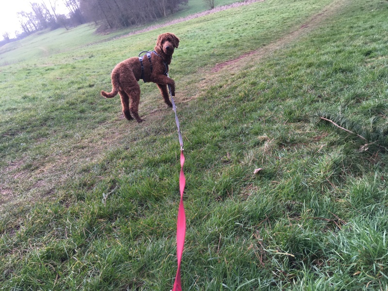 Adolescent Dog Survival Thread - get teenage licks right through the night!