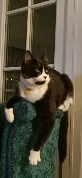To ask me to show me your cat