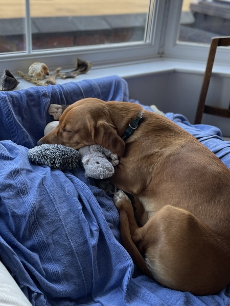 Adolescent Dog Survival Thread - Bark the Herald, furry angels sing!