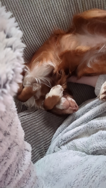 Adolescent Dog Survival Thread - get teenage licks right through the night!