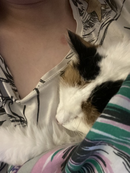 Anyone got a tortie?