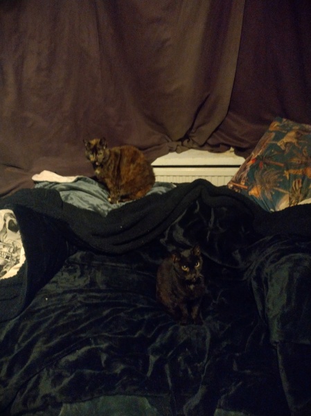 Ring Out, Wild Bells! As 2025 approaches, the Excellent Cats raise their game with a discussion on Tennyson's poetry