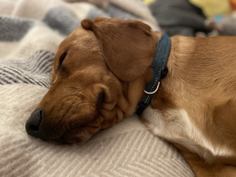 Adolescent Dog Survival Thread - get teenage licks right through the night!