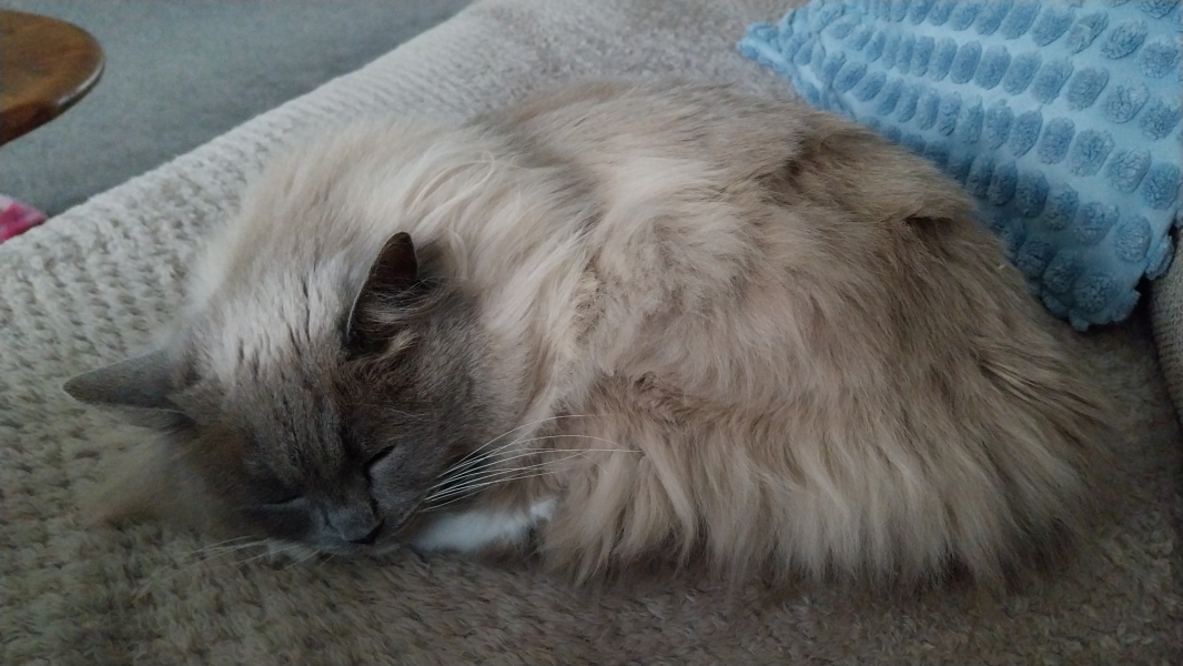 Worried about cat being sick