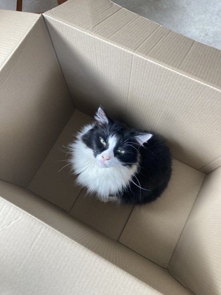 Any cat lovers know what breed of cat this might be or mix?