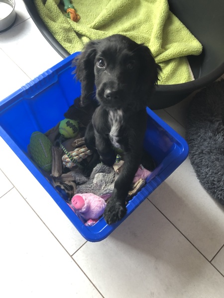 Puppy Survival Thread for New and Old Pups - here comes winter 2024