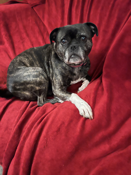 She was supposed to be MY dog!