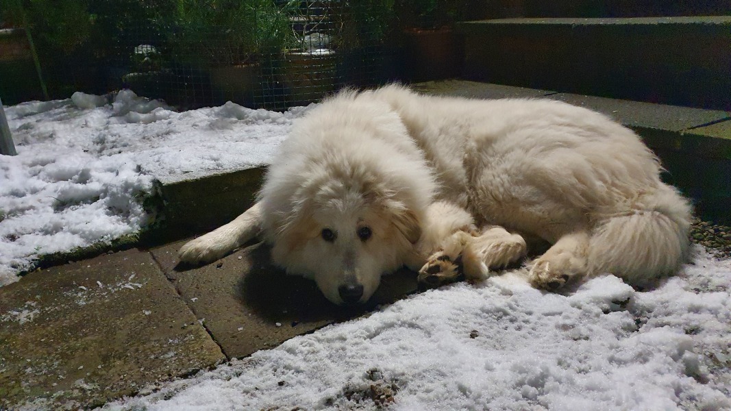 Adolescent Dog Survival Thread - Bark the Herald, furry angels sing!
