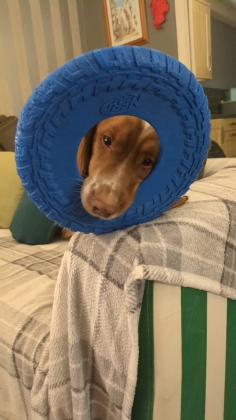 Adolescent Dog Survival Thread - Bark the Herald, furry angels sing!