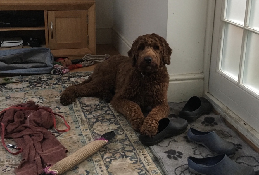 Adolescent Dog Survival Thread - get teenage licks right through the night!