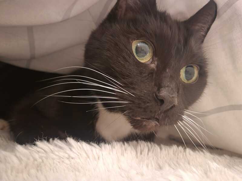 Lap dances, strippers and punch-ups - the Excellent Cats arrange a stag party