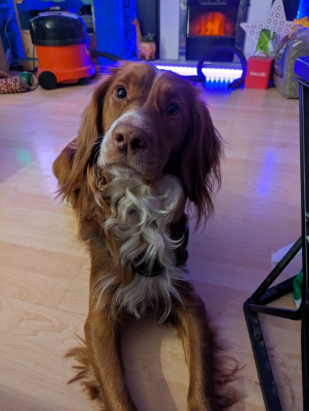 Adolescent Dog Survival Thread - Bark the Herald, furry angels sing!