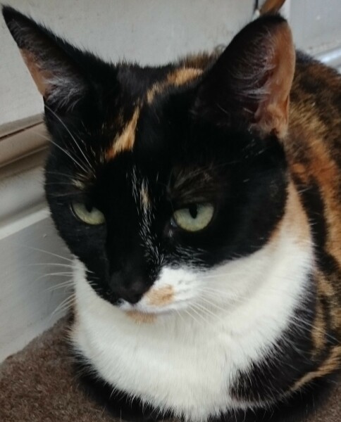 Anyone got a tortie?