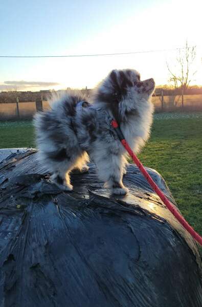 Puppy Survival Thread for New and Old Pups - here comes winter 2024