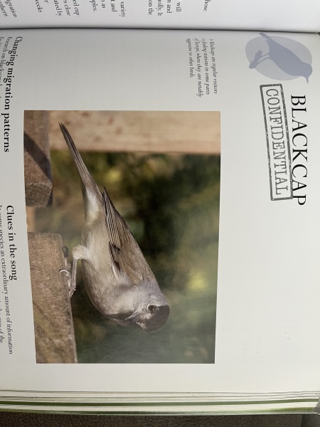 What is this bird?