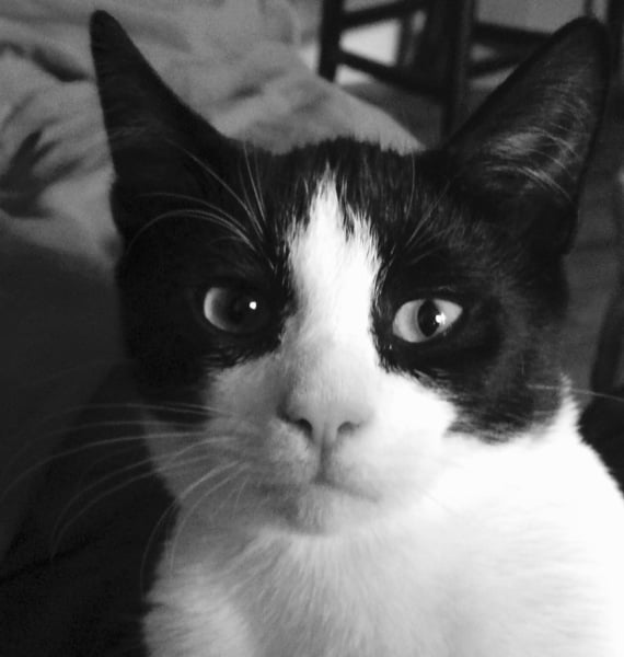 Black and white cats. (pics please!)